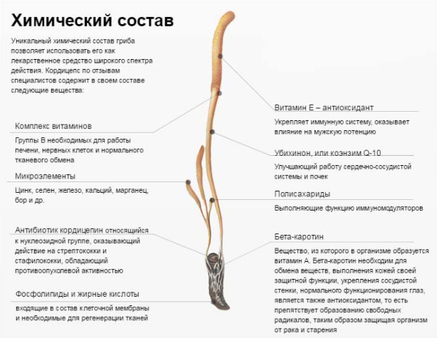 Компания Биотоник кордицепс